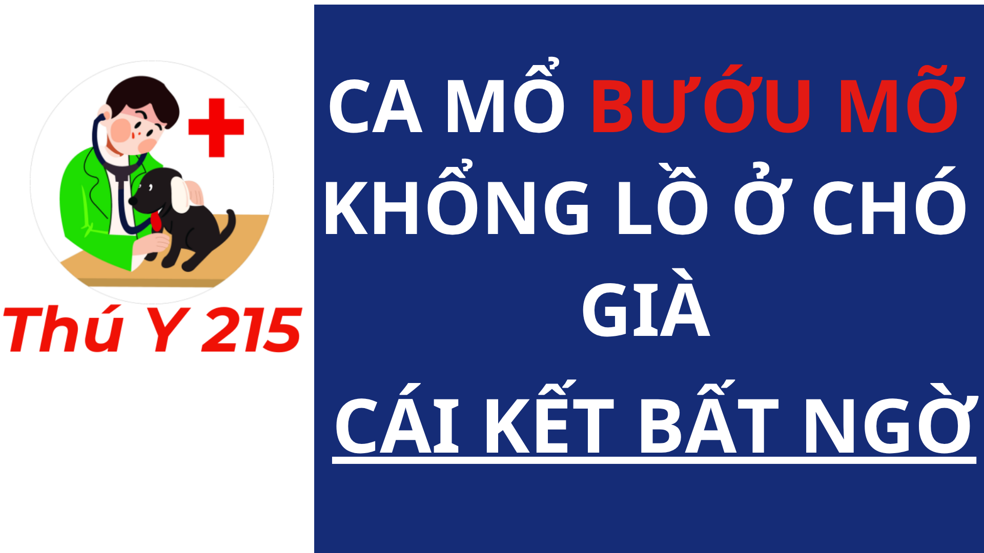 Bướu mỡ khổng lồ ở chó già 8 tuổi – hình ảnh ca mổ thực tế tại Thú Y 215