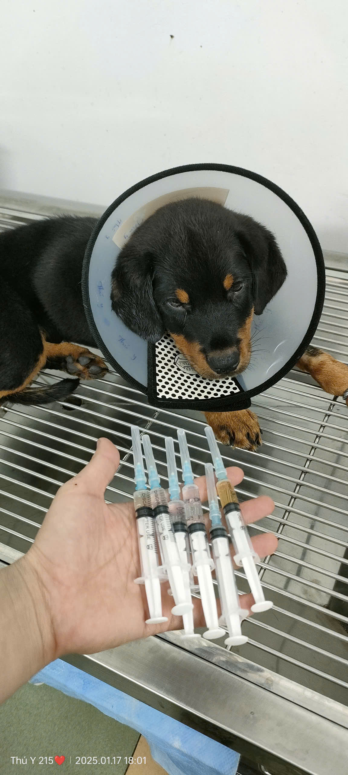 Parvo ở chó – hình ảnh điều trị thực tế tại phòng khám Thú Y 215
