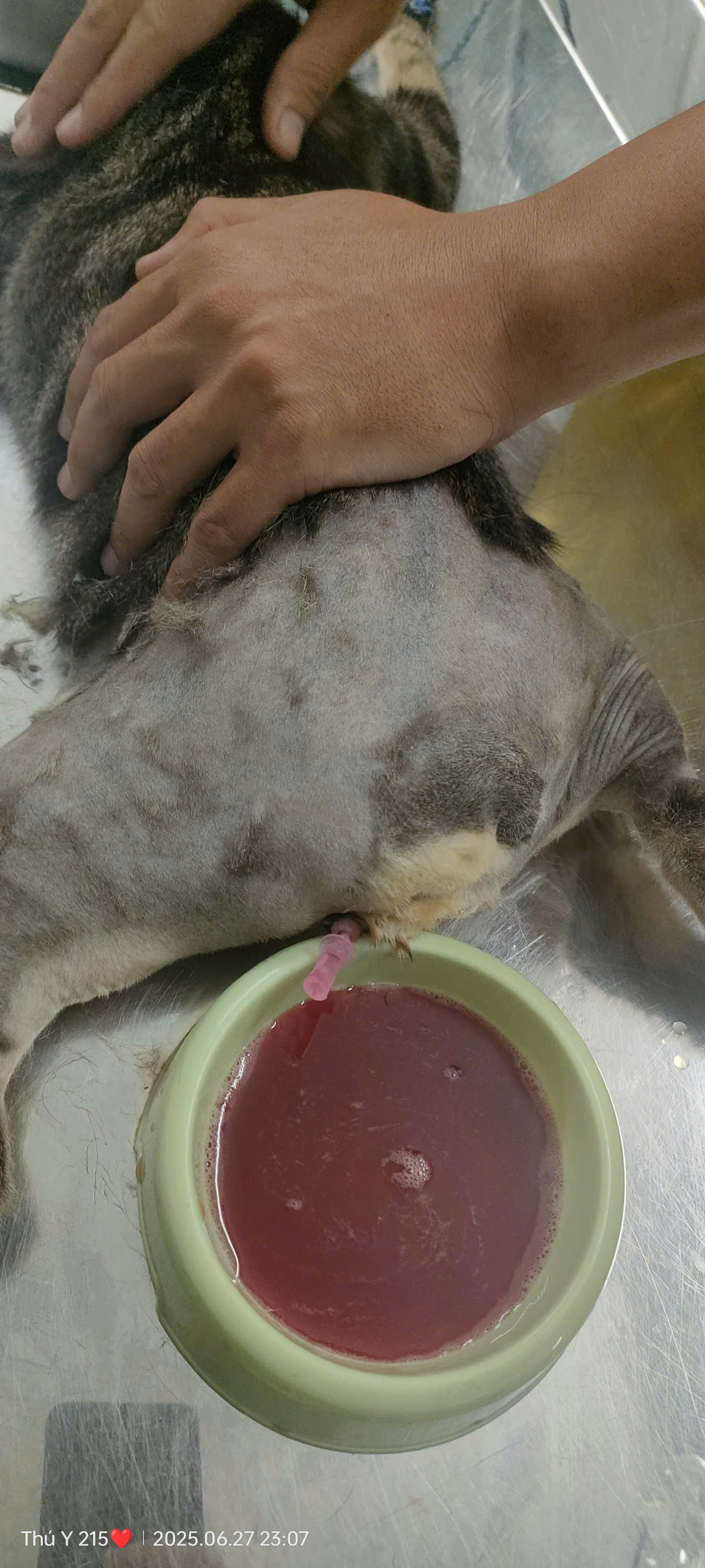nuoc tieu co mau meo bi bi tieu phai lam sao