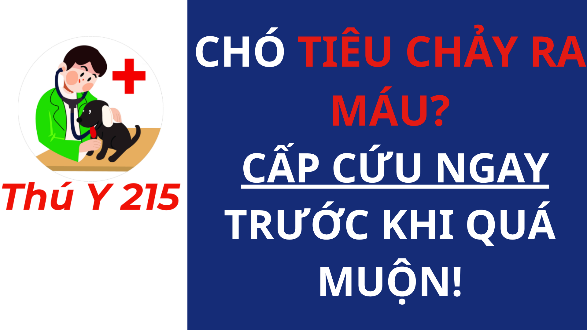 chó tiêu chảy ra máu – cấp cứu thú y 215