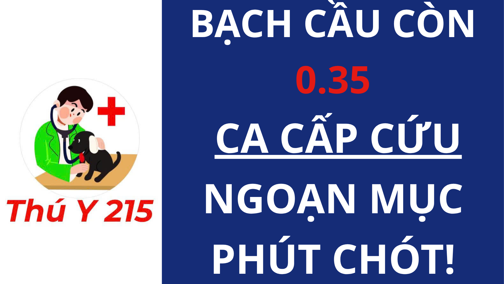 Mèo bị FPV giảm bạch cầu đang được điều trị tại Thú Y 215 Quận 8