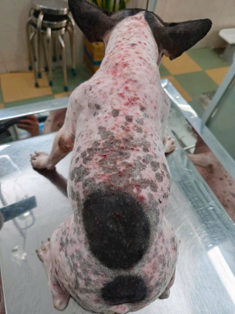 viêm da mủ và nấm da lan rộng