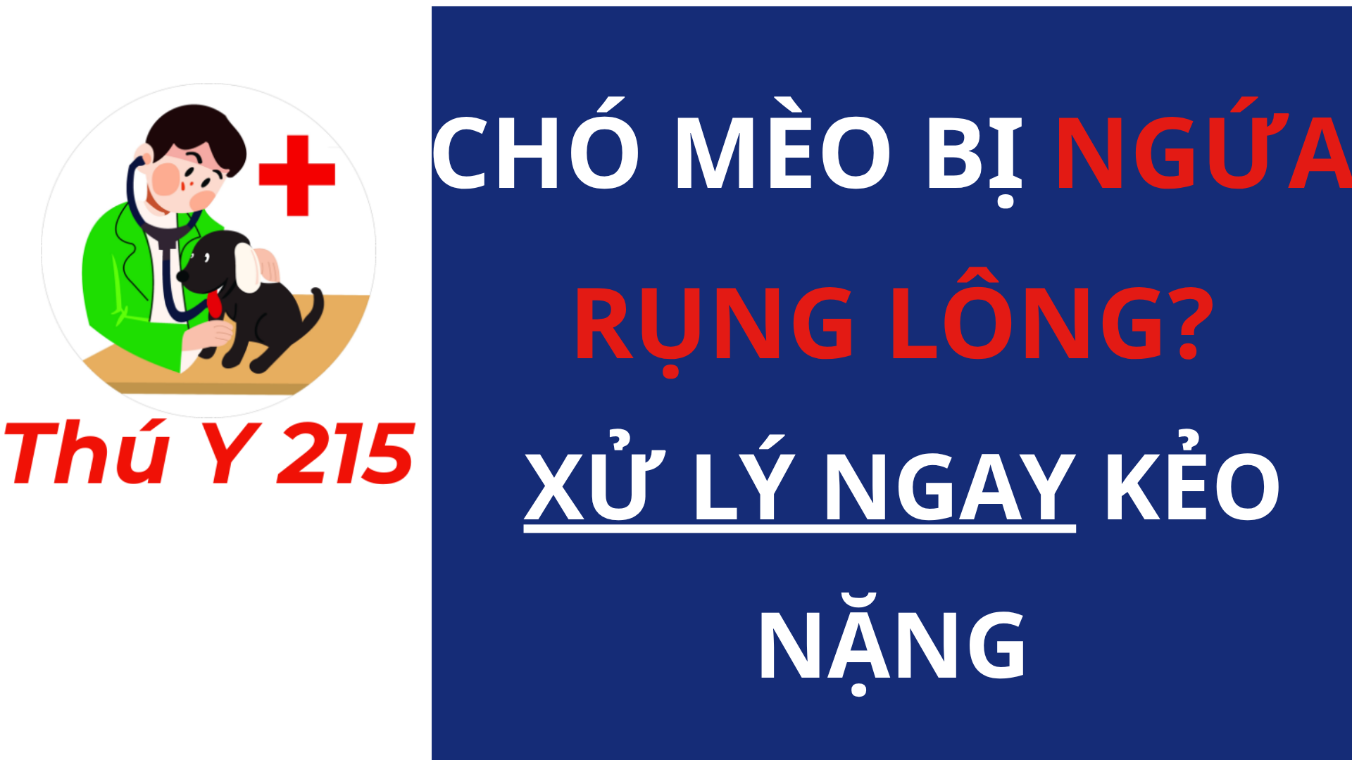 viêm da dị ứng chó mèo – nguyên nhân và cách điều trị