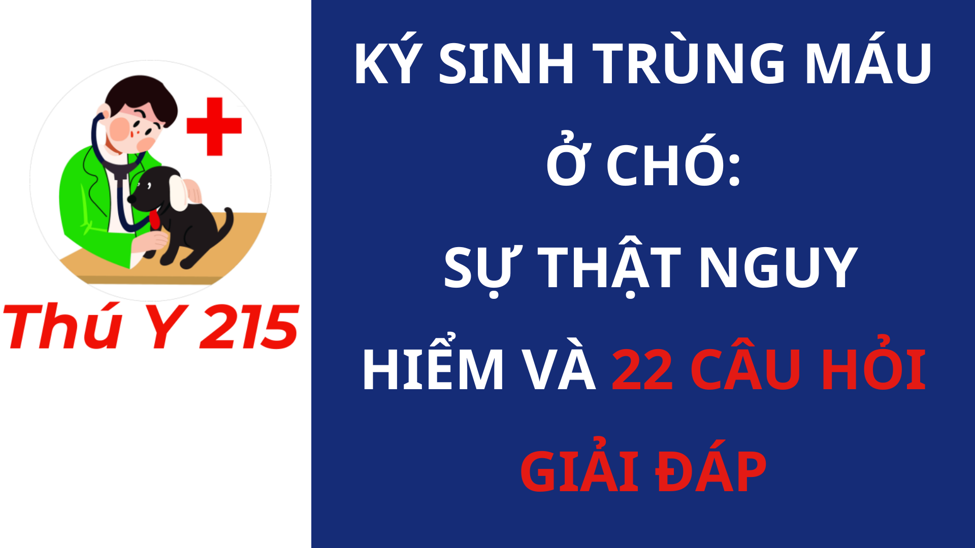 Ký sinh trùng máu ở chó: Sự thật nguy hiểm và 22 câu hỏi