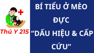 “Bí tiểu ở mèo đực” “Dấu hiệu & cấp cứu”