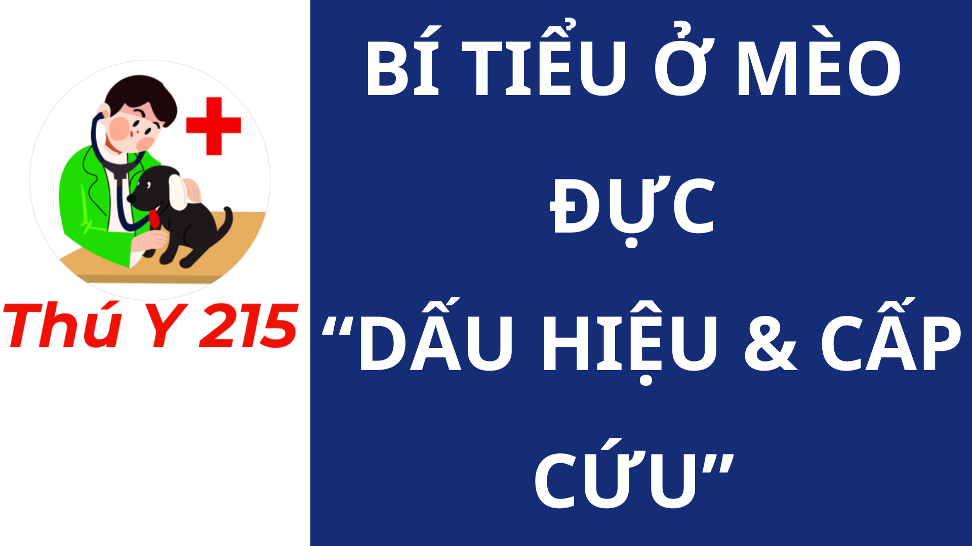 “Bí tiểu ở mèo đực” “Dấu hiệu & cấp cứu”
