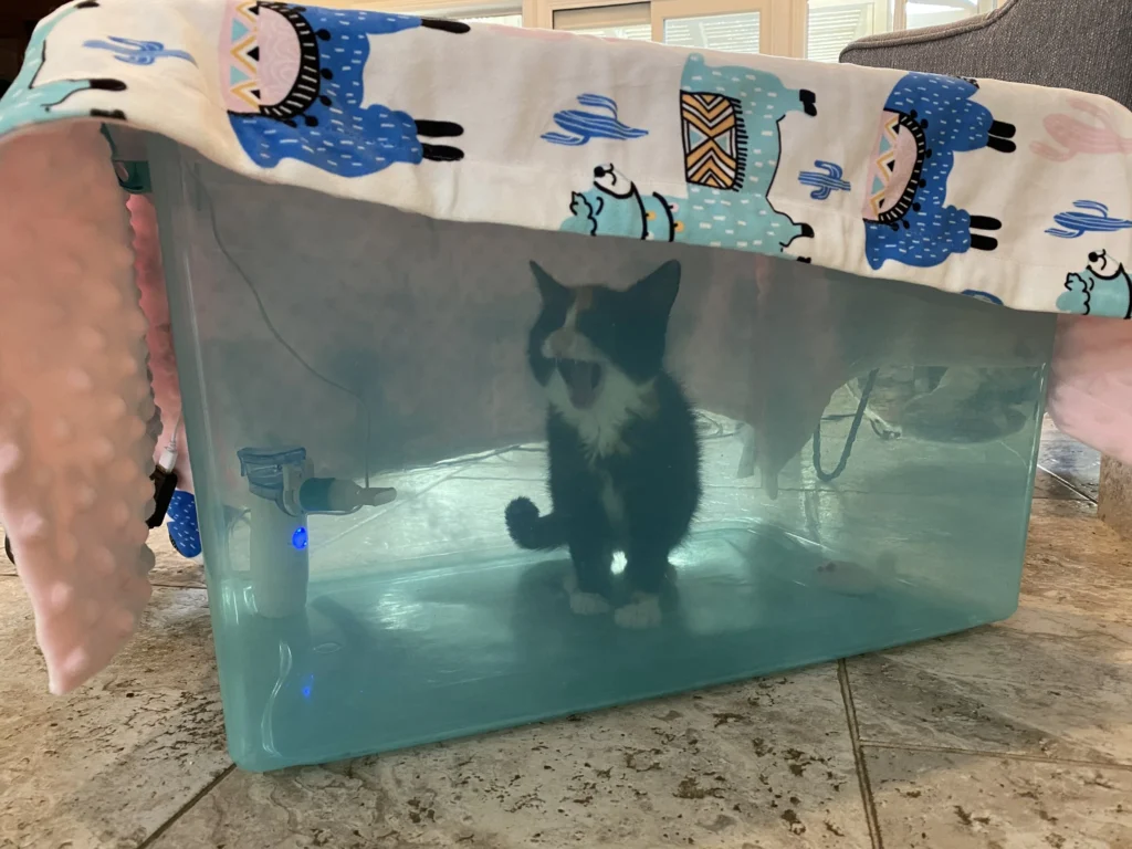 Xông khí bằng NaCl 0.9% giúp mèo long đờm và giảm nghẹt mũi khi bị FHV.webp