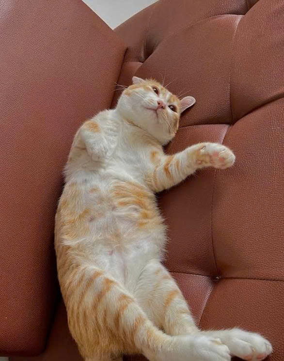 bé mèo Bánh Mì trước khi bị bí tiểu ở mèo đực