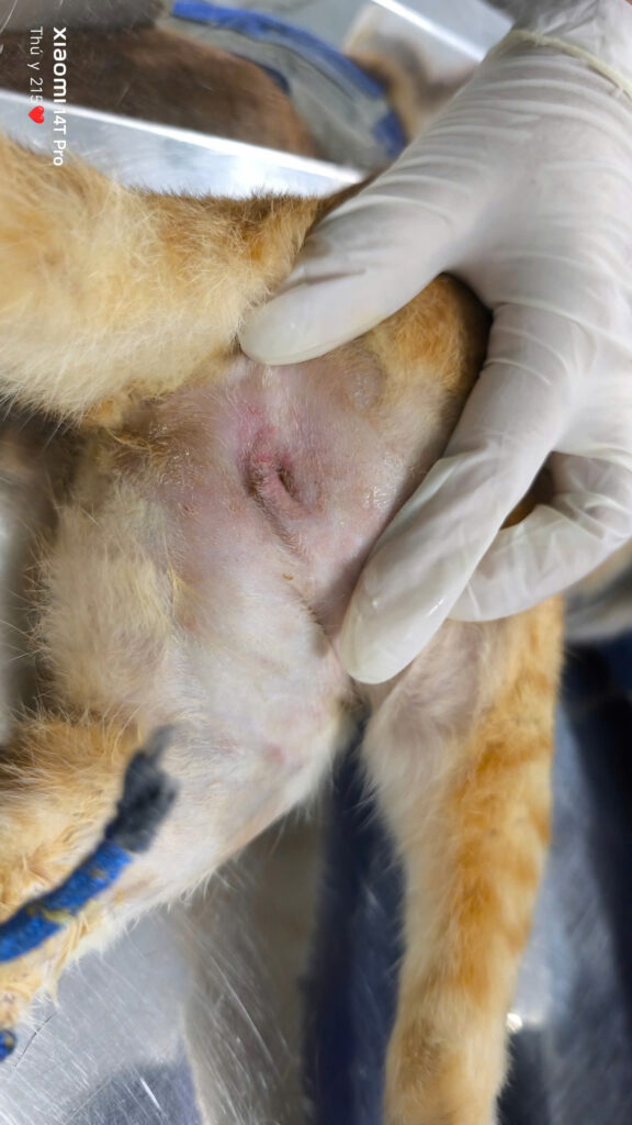 đường tiểu bị hẹp gây bí tiểu ở mèo đực sau mổ chuyển giới thất bại