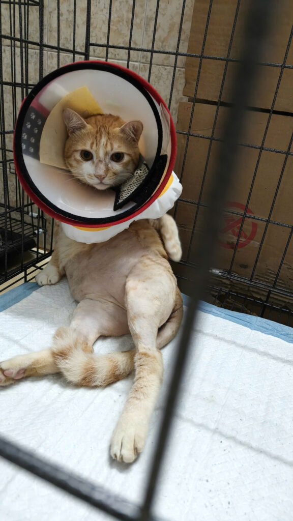 mèo hồi phục sau điều trị bí tiểu ở mèo đực và ăn uống tốt