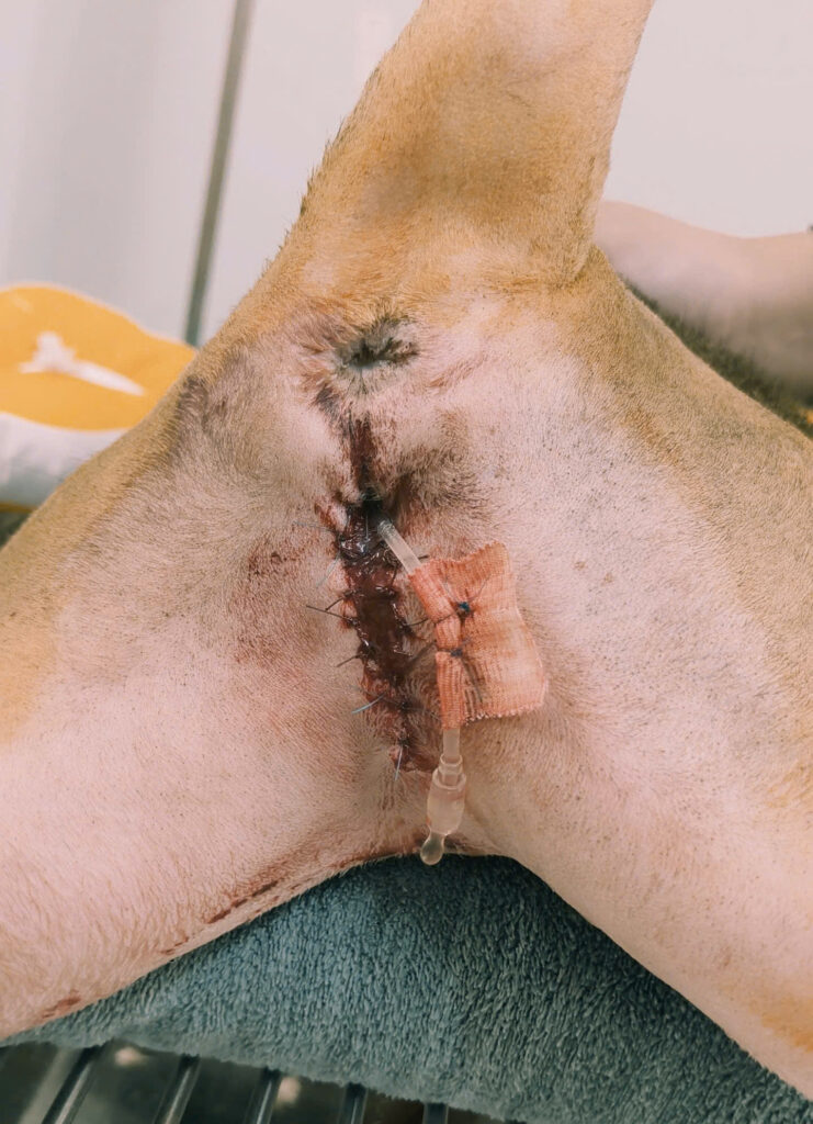 bí tiểu mèo đực – hình ảnh sau khi phẫu thuật chuyển giới PU thành công tại Thú Y 215