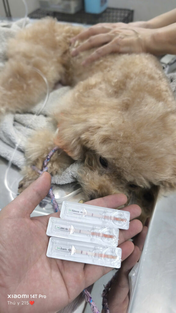 bệnh ký sinh trùng máu ecanis ở chó