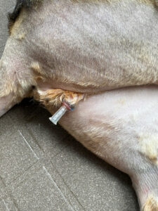 đặt ống thông niệu đạo cho mèo đực bị bí tiểu tại Thú Y 215