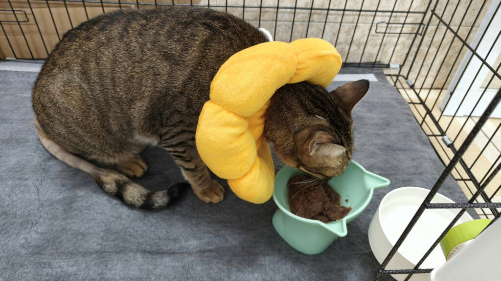 mèo sau phẫu thuật chuyển giới PU đeo loa chăm sóc 14 ngày