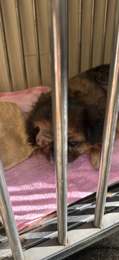 “bé chó hồi phục sau 7 ngày phẫu thuật loại bỏ mắt ở chó”