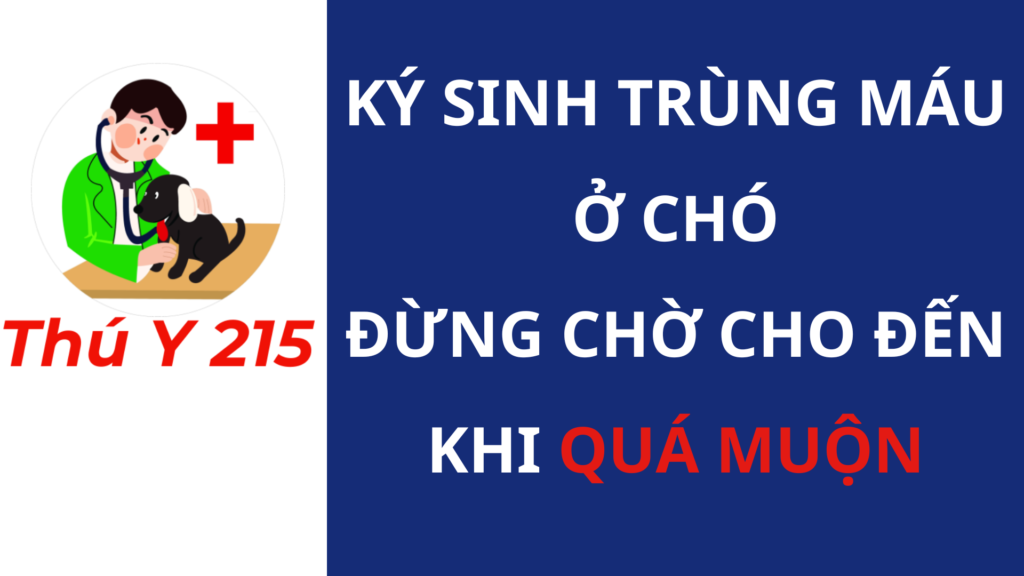 ký sinh trùng máu ở chó