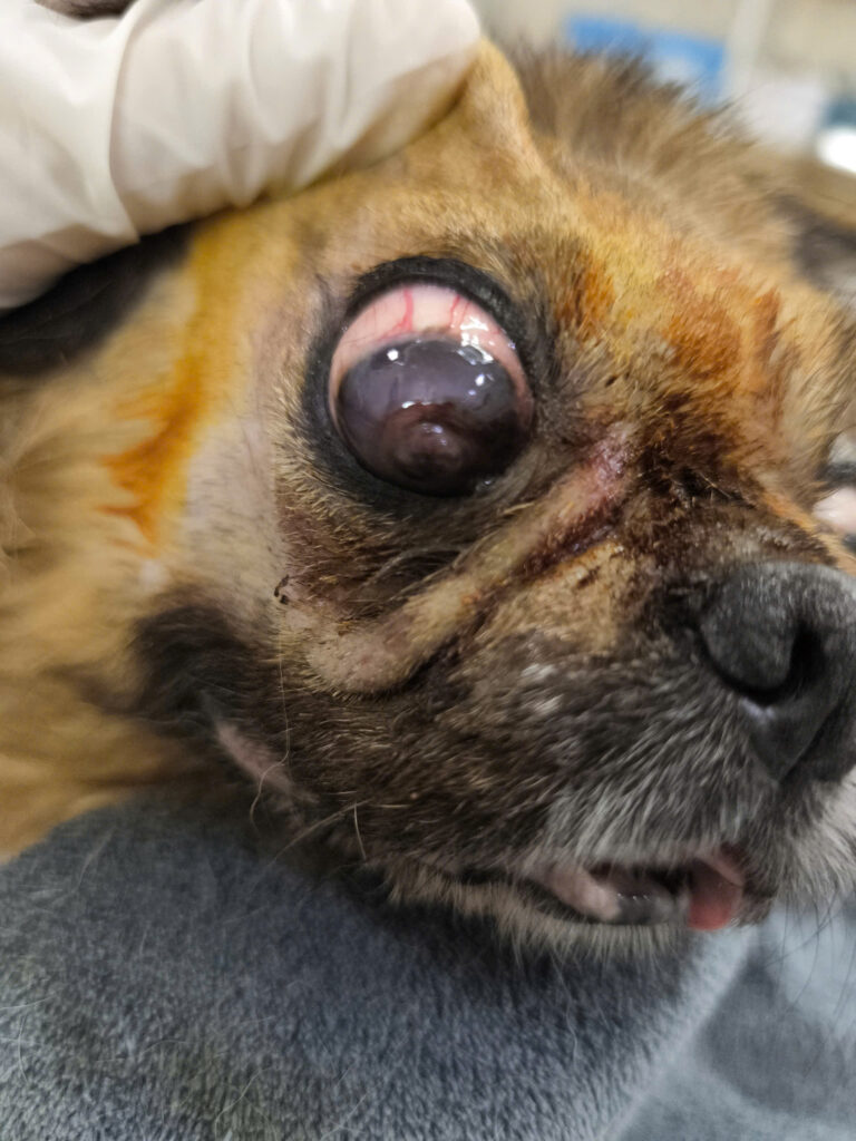 mắt bị tổn thương nặng cần phẫu thuật loại bỏ mắt ở chó