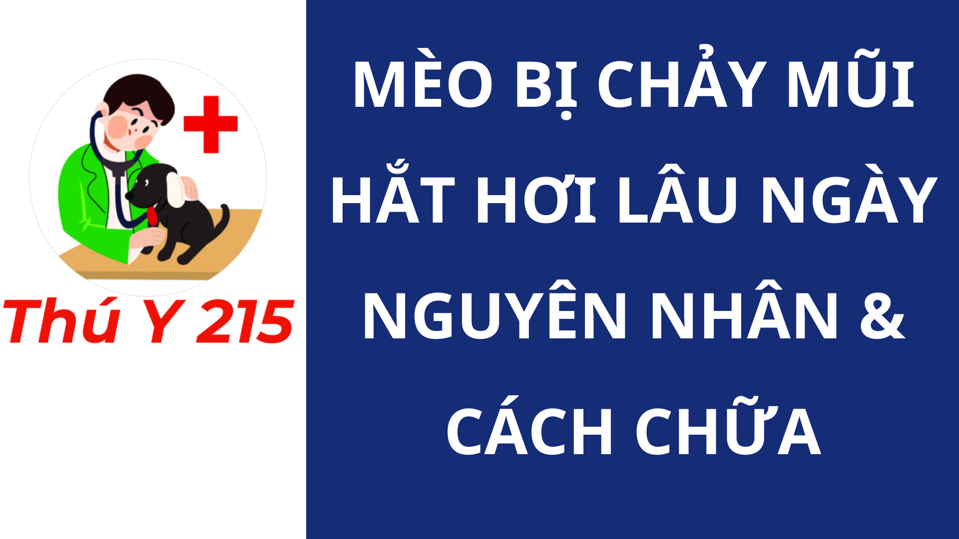 mèo bị hắc hơi chảy mũi