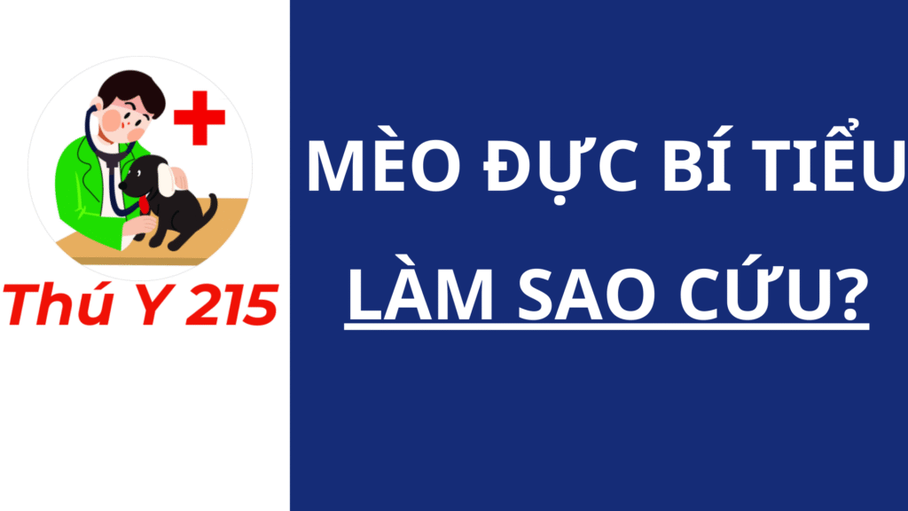 Mèo đực bí tiểu: Làm sao cứu?