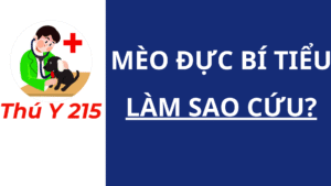 Mèo đực bí tiểu: Làm sao cứu?