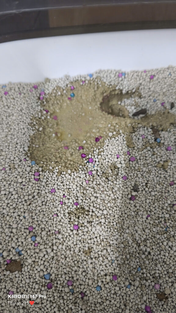 nước tiểu của mèo đực sau phẫu thuật PU – cải thiện sau 10 ngày