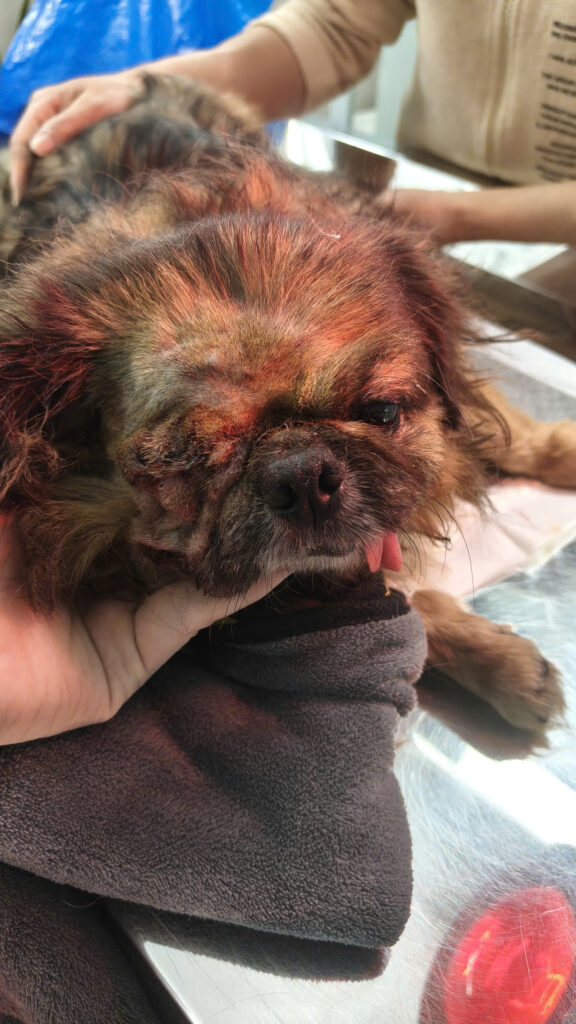 quá trình phẫu thuật loại bỏ mắt ở chó tại Thú Y 215