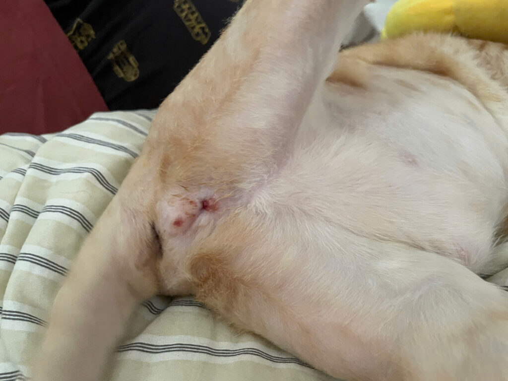 vết mổ phục hồi sau điều trị bí tiểu ở mèo đực tại Thú Y 215