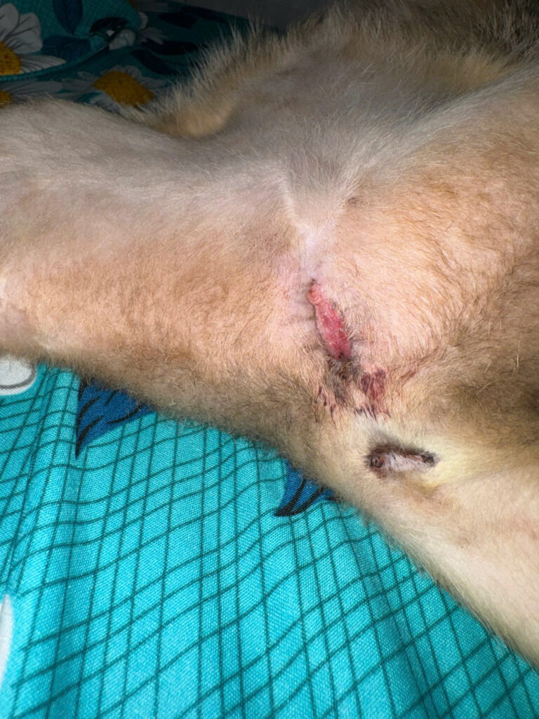 vết thương mèo đực sau 15 ngày phẫu thuật PU – hồi phục tốt