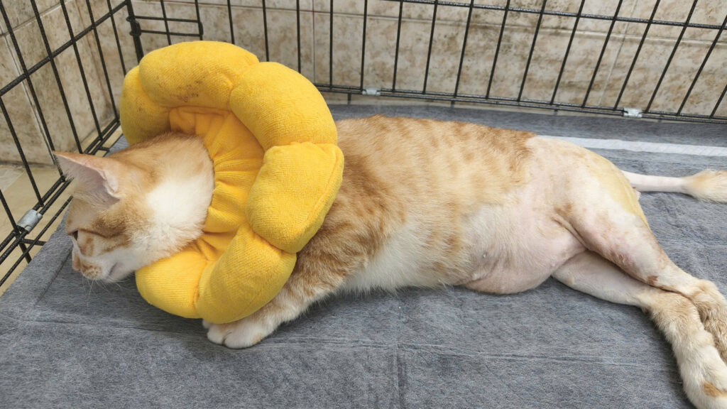 bé mèo nhập viện trong tình trạng bí tiểu ở mèo đực cấp cứu