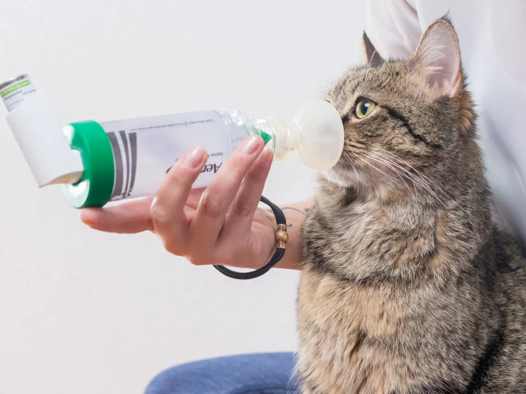 Điều trị hen suyễn ở mèo bằng thuốc hít định liều AeroKat